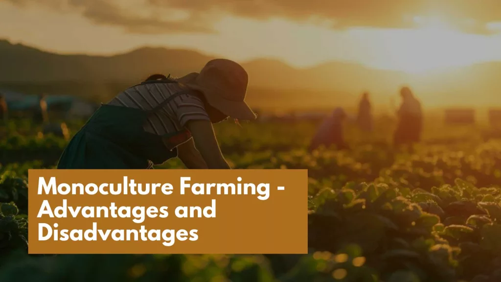 Monoculture Farming