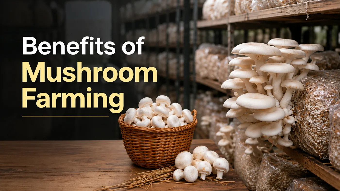 Benefits of Mushroom Farming